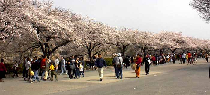 Los hermosos sakura